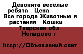 Девонята весёлые ребята › Цена ­ 25 000 - Все города Животные и растения » Кошки   . Тверская обл.,Нелидово г.